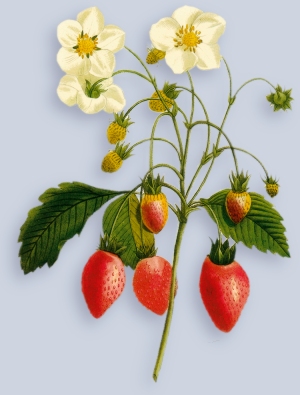 STRAWBERRIES