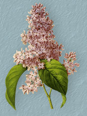 LILAC SPRIG