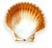 SCALLOP SHELL