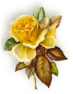 YELLOW ROSE