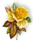 YELLOW ROSE