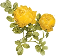 YELLOW ROSE